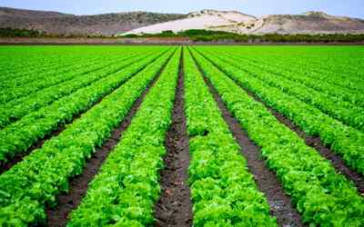 digital-marketing-strategies-for-agriculture-sector